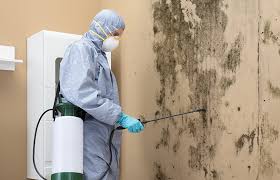 Reliable Marquette Heights, IL Mold Removal Services Solutions